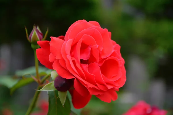 Hermosa Rosa Roja Jardín — Foto de Stock