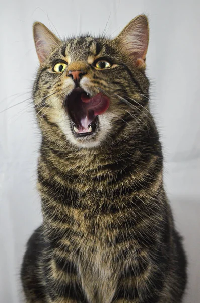 Retrato Gato Bonito — Fotografia de Stock