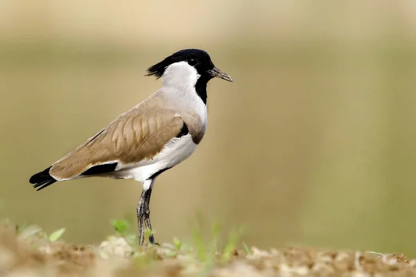 Zwarte Reiger Een Achtergrond Van Een Rivier — Stockfoto