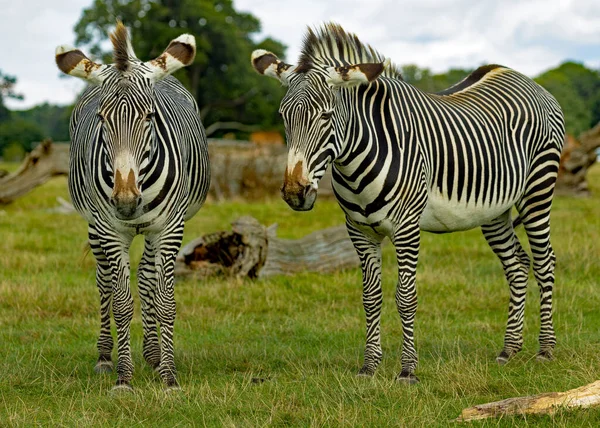 Cebras Sabana África — Foto de Stock