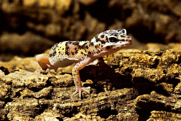 Lagarto Suelo —  Fotos de Stock