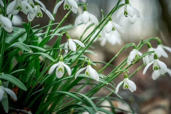 Gouttes Neige Blanches Dans Forêt — Photo