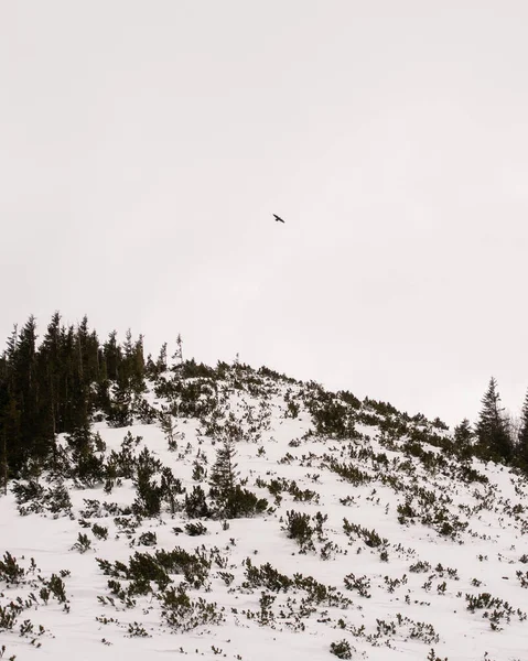 冬季的高山鸟瞰图 — 图库照片