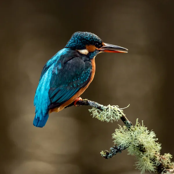 Blick Auf Den Kleinen Vogel Der Auf Dem Ast Sitzt — Stockfoto