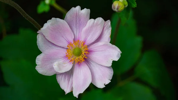 Bel Colpo Botanico Carta Parati Naturale — Foto Stock