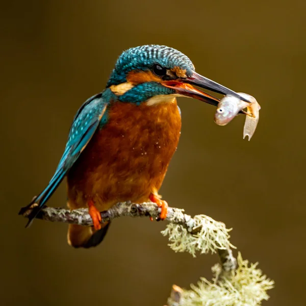 Rei Pescador Alcedo Nisto Pássaro — Fotografia de Stock