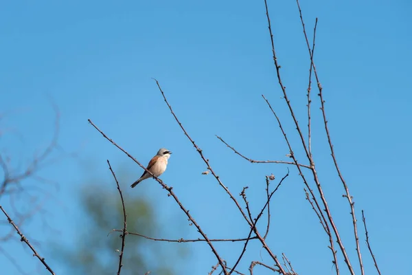 Vogel Een Tak Het Bos — Stockfoto