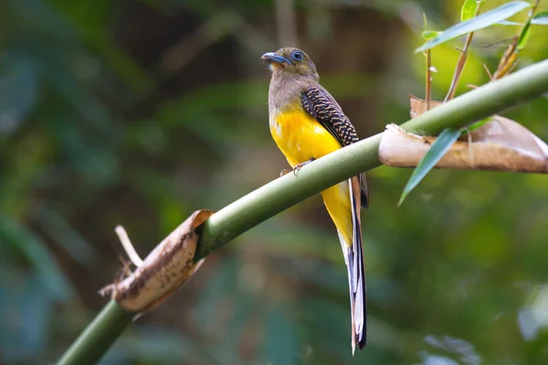 Close Zicht Van Kleine Vogel — Stockfoto