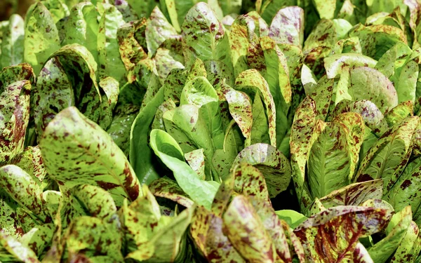 Espárragos Verdes Blancos Frescos — Foto de Stock