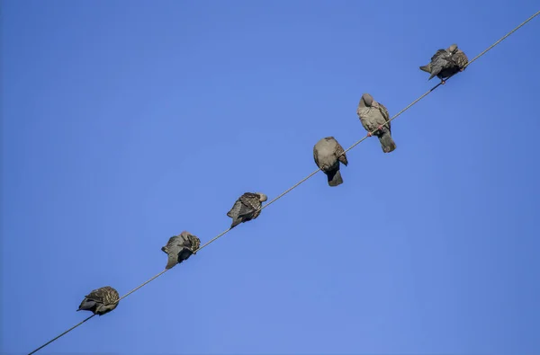 Fileira Aves Sentadas Arame — Fotografia de Stock