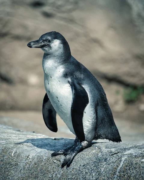 Pinguin Strand — Stockfoto