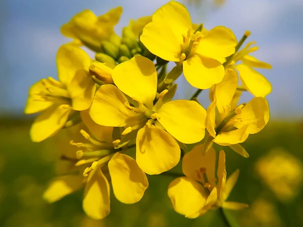 Botanisk Skott Vackra Blommor — Stockfoto