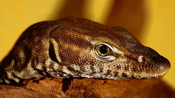 Close Lizard — Stock Photo, Image