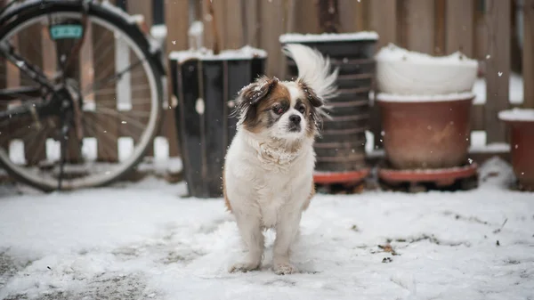 Close Shot Van Schattige Kleine Hond — Stockfoto