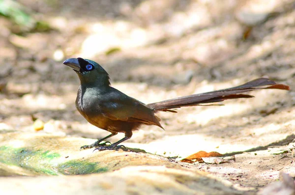 Vista Primer Plano Pájaro Pequeño — Foto de Stock