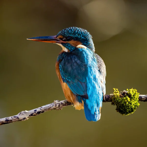 View Small Bird Sitting Branch — Stock Photo, Image