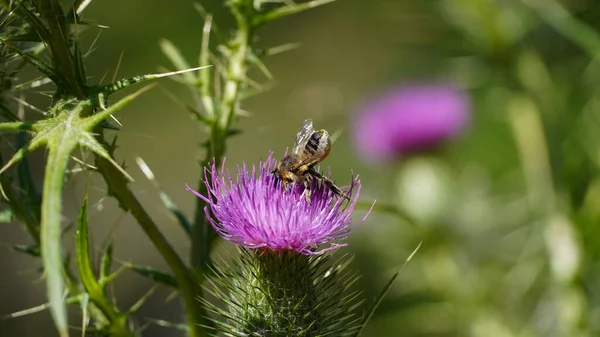 Bee Flower — Stock Photo, Image