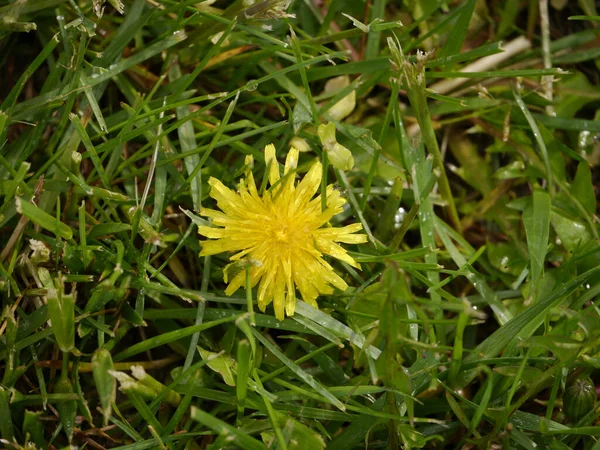 夏の庭の草地に小さな白い花を咲かせ — ストック写真