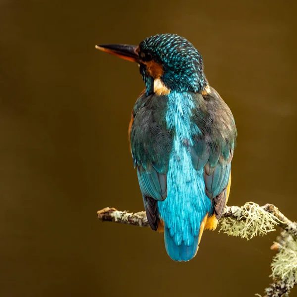 Blick Auf Den Kleinen Vogel Der Auf Dem Ast Sitzt — Stockfoto