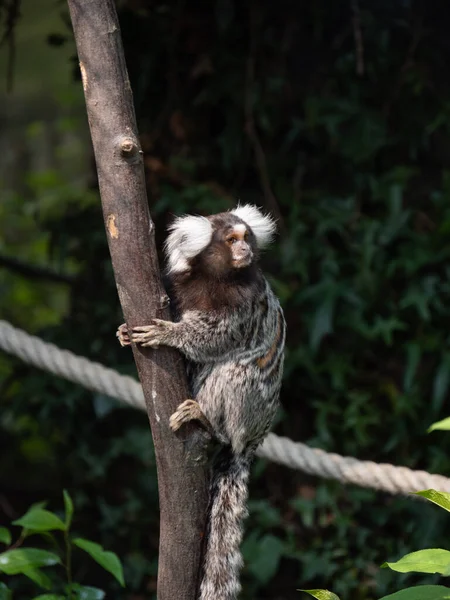 Closeup Shot Cute Monkey Sitting Tree — Stock Photo, Image