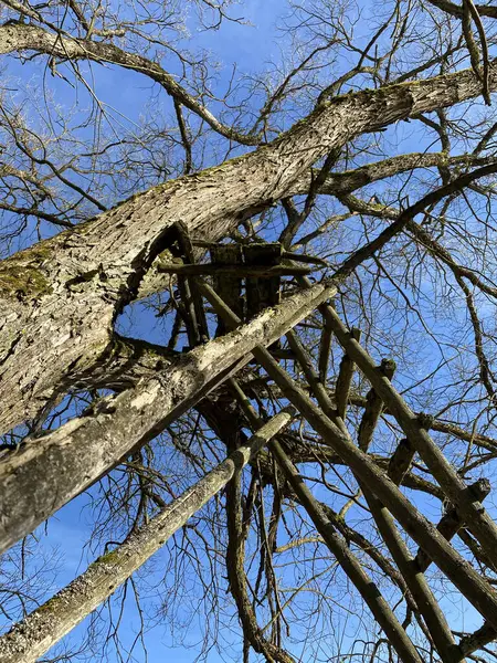 Drzewo Drewnianą Drabiną Lesie — Zdjęcie stockowe