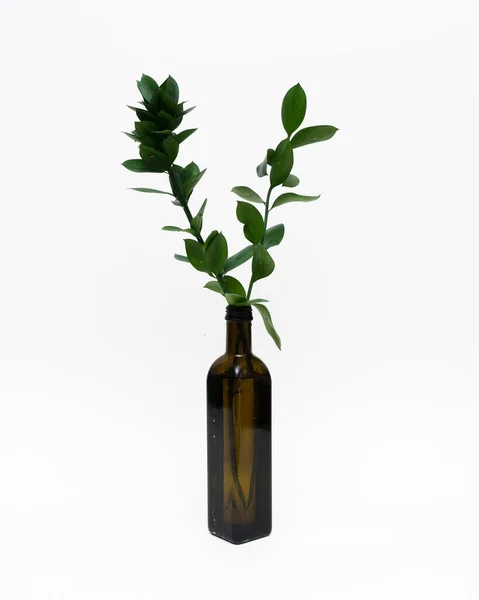 Зеленое Растение Стеклянной Банке Белом Фоне — стоковое фото