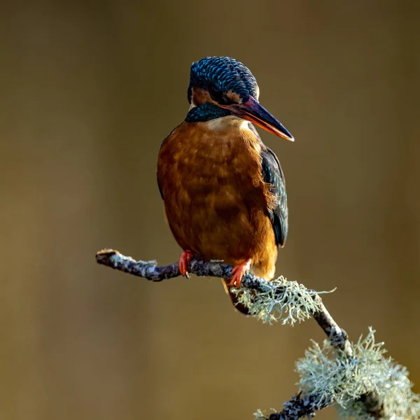 Blick Auf Den Kleinen Vogel Der Auf Dem Ast Sitzt — Stockfoto