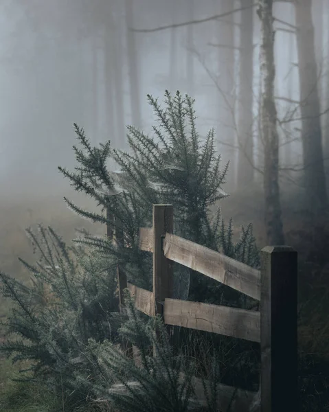 Une Belle Vue Sur Une Forêt Dans Brouillard — Photo