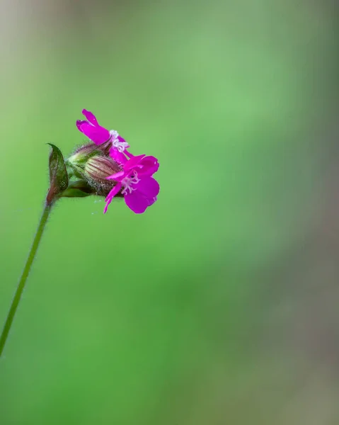 Bel Colpo Botanico Carta Parati Naturale — Foto Stock