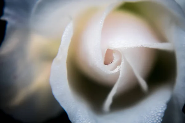 Nahaufnahme Einer Weißen Rose — Stockfoto