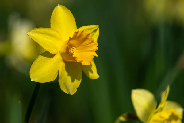 Gul Blomma Trädgården — Stockfoto