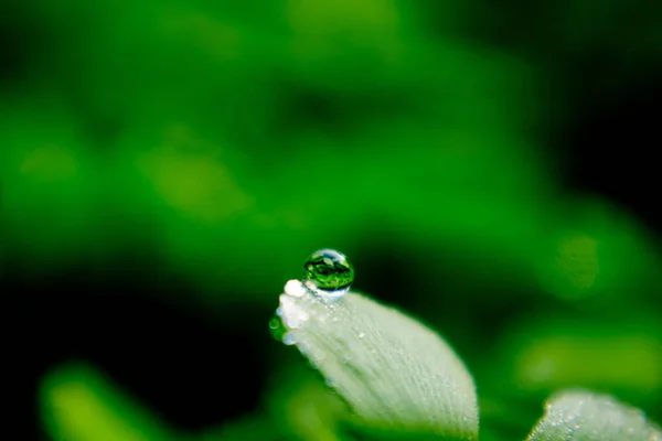 Gotas Água Folhas — Fotografia de Stock