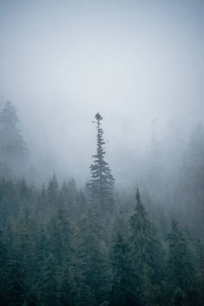 Una Misteriosa Nebbia Nebbiosa Mattina Nebbia Con Alberi — Foto Stock