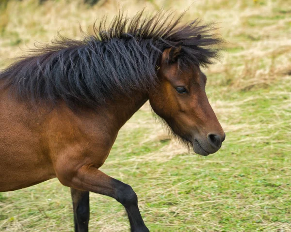 美しい茶色の馬の肖像画 — ストック写真