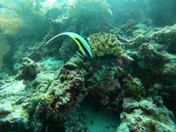 Korallrev Röda Havet — Stockfoto