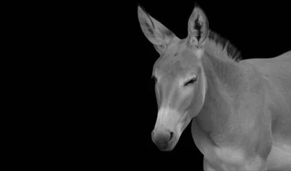 Černá Bílá Fotografie Krásného Koně — Stock fotografie
