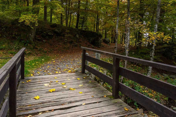 Bella Foresta Autunnale Con Alberi Foglie Verdi — Foto Stock