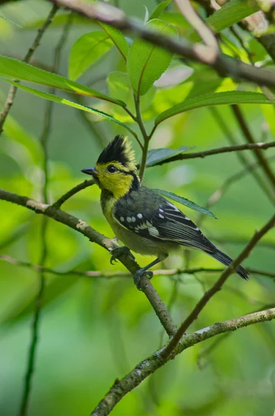 Oiseau Sur Une Branche Dans Forêt — Photo