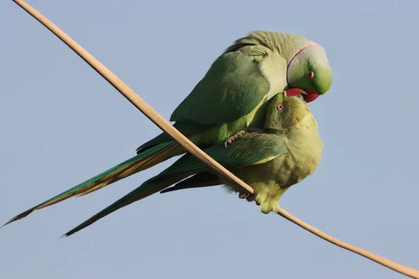 Schilderachtig Uitzicht Prachtige Vogel Natuur — Stockfoto