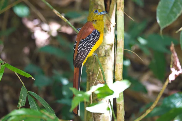 Hermoso Pájaro Árbol —  Fotos de Stock