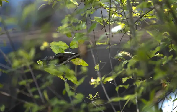 森の中の鳥 — ストック写真