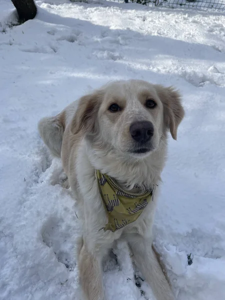 雪の中の犬 — ストック写真