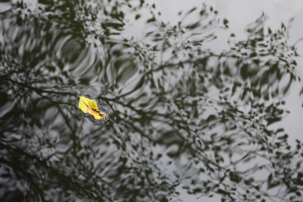 Een Close Shot Van Een Prachtige Vogel Het Water — Stockfoto