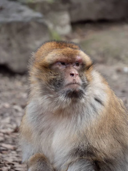 Close Cute Furry Macaque — стоковое фото
