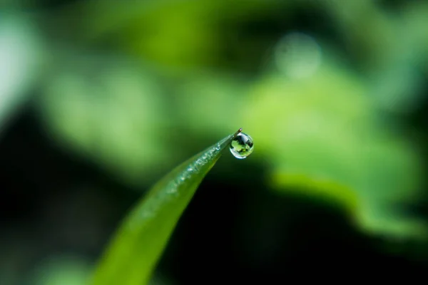 Зеленый Лист Капельками Росы — стоковое фото