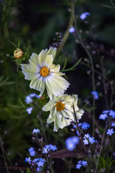 Bellissimi Fiori Giardino — Foto Stock