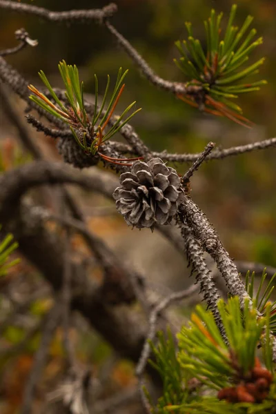 Bella Vista Della Foresta Naturale — Foto Stock