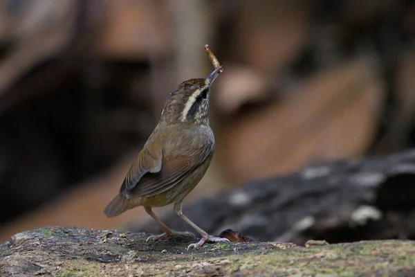 Nahaufnahme Eines Kleinen Vogels — Stockfoto