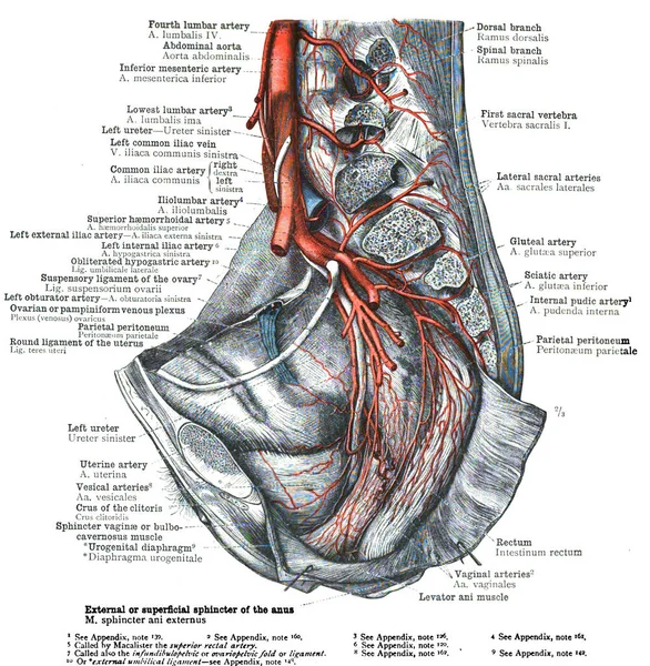Emberi Anatómia Kézzel Rajzolt Illusztráció Egy Tetovált Fiatal — Stock Fotó