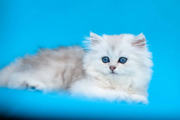 Mooie Siberische Kitten Blauwe Achtergrond — Stockfoto